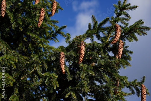 Fir branch cone with blue sky on sunny day