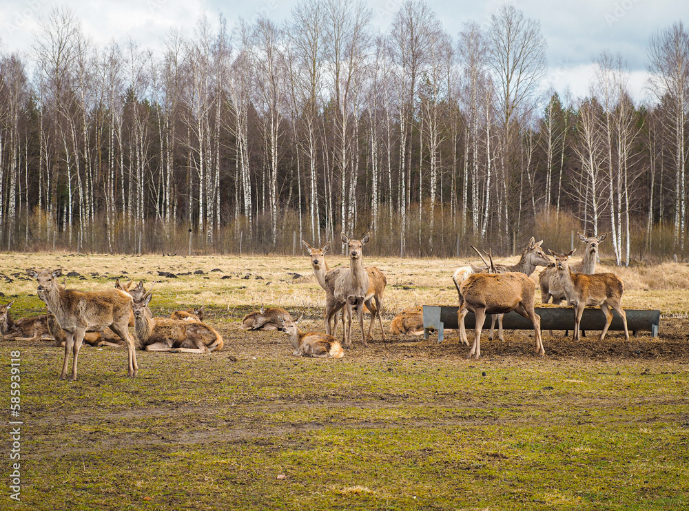 Naklejka premium Red deer deer, fallow deer majestically powerful adult animal outside the forest. Mouflons that live with deer. A large animal in the natural forest. The wild landscape creates nature. Deer garden.