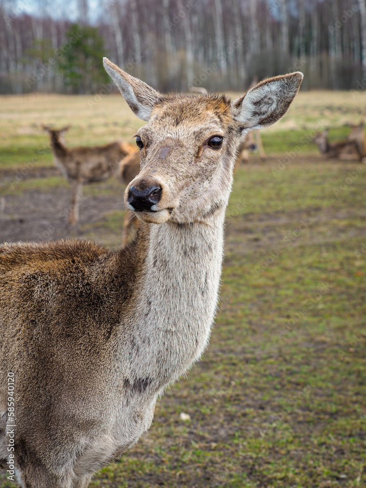 Fototapeta premium Red deer deer, fallow deer majestically powerful adult animal outside the forest. Mouflons that live with deer. A large animal in the natural forest. The wild landscape creates nature. Deer garden.