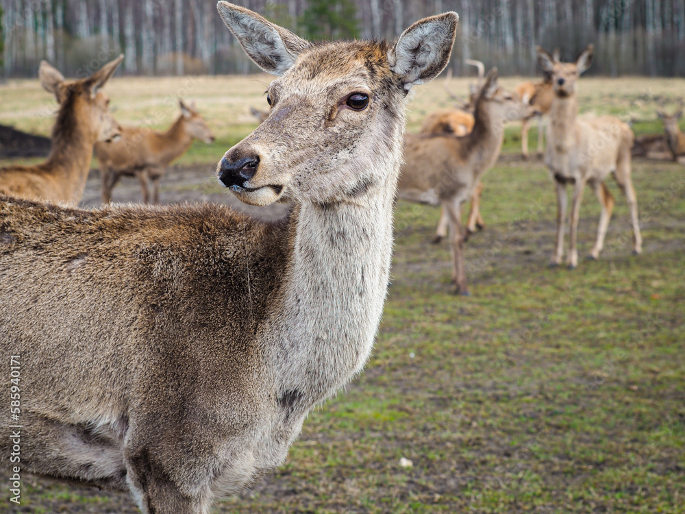 Red deer deer, fallow deer majestically powerful adult animal outside the forest. Mouflons that live with deer. A large animal in the natural forest. The wild landscape creates nature. Deer garden. Red deer deer, fallow deer majestically powerful adult animal outside the forest. Mouflons that live with deer. A large animal in the natural forest. The wild landscape creates nature. Deer garden.