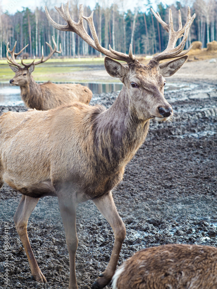 Red deer deer, fallow deer majestically powerful adult animal outside the forest. Mouflons that live with deer. A large animal in the natural forest. The wild landscape creates nature. Deer garden.