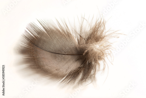 Feather  beautiful feather photographed on white surface  selective focus.