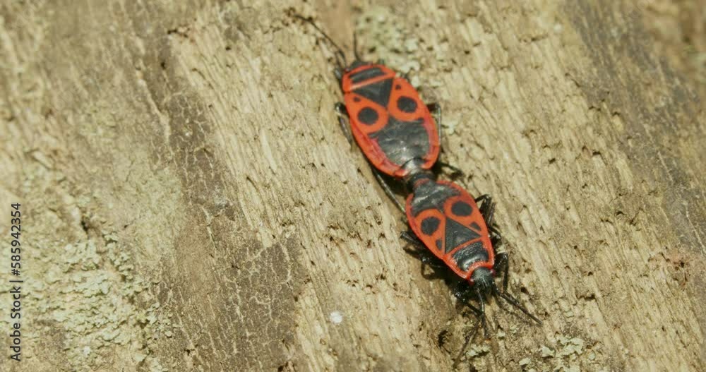 Mating of the firebug, Pyrrhocoris apterus on the ground Mating of the firebug, Pyrrhocoris apterus on the ground