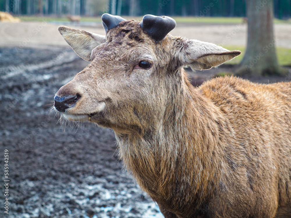 Fototapeta premium Red deer deer, fallow deer majestically powerful adult animal outside the forest. Mouflons that live with deer. A large animal in the natural forest. The wild landscape creates nature. Deer garden.