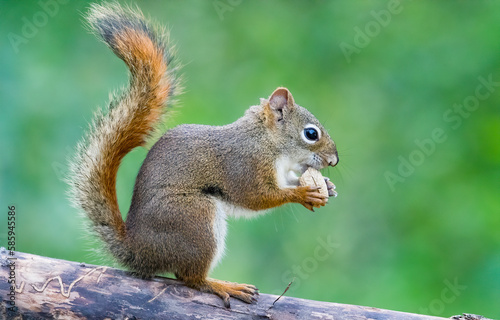 A red squirrel eating a nut. Taken in Alberta  Canada