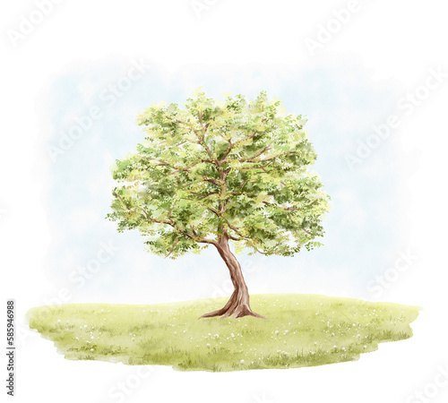 Watercolor vintage composition with cartoon tree with green branches, grass lawn and blue sky isolated on white background. Watercolor hand drawn illustration sketch