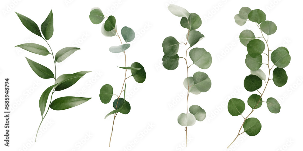 Set botanic watercolor floral illustration set. Green leaves, eucalyptus branches, olive isolated on white background. For wedding invitations, anniversary, birthday, prints, posters.