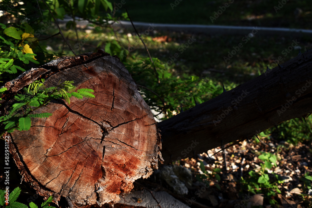 Fototapeta premium Wooden log