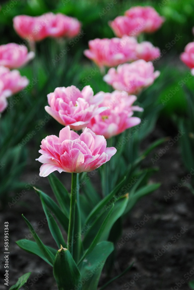 Nice color tulip flowers in the spring at sunny morning on main square of Kiev Khreshchatyk, Ukraine Nice color tulip flowers in the spring at sunny morning on main square of Kiev Khreshchatyk, Ukraine