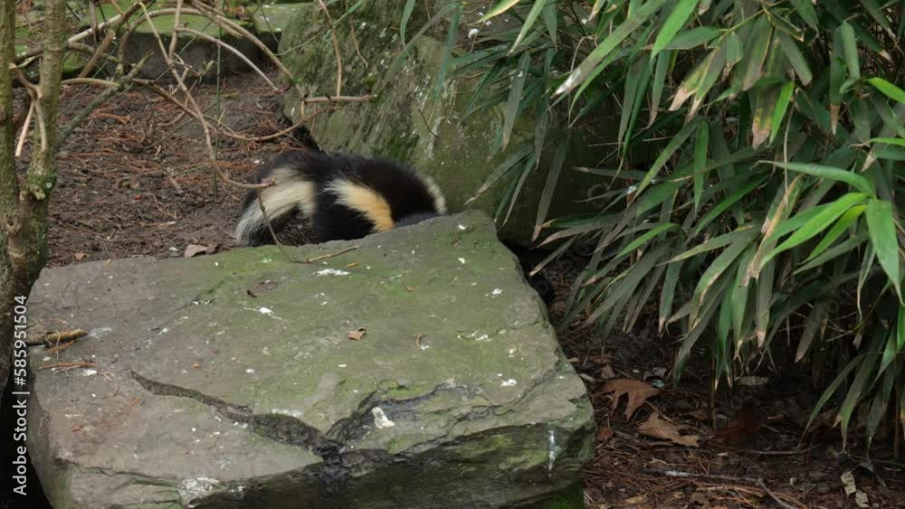 Raccoon Walks Away From Striped Skunks Foraging On The Ground At The Artis Zoo In The Netherlands. closeup Raccoon Walks Away From Striped Skunks Foraging On The Ground At The Artis Zoo In The Netherlands. closeup