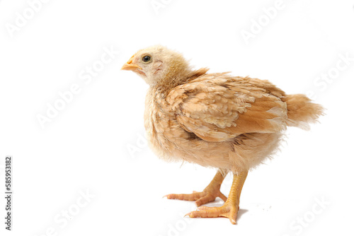 chick brown beige three weeks old, little hen, isolated chick, chick on white background