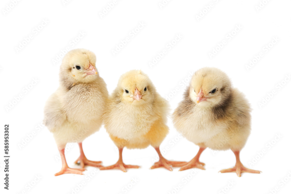 three chickens on a white background, chickens isolated, group of chickens, photo of chickens
