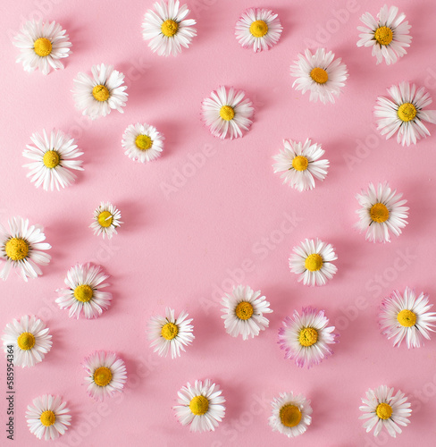 Top view of daisy flowers on pink background. Minimal flat lay concept. Copy space