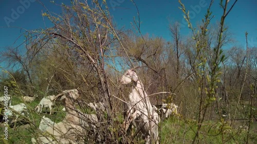 Goats on hind legs eating fresh growth on bush to prevent wildfires  photo