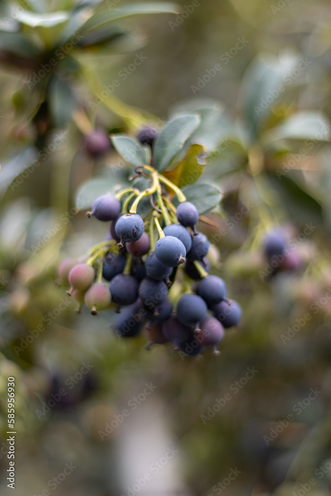 HUANCAVELICA, PERU - FEBRUARY 15, 2022: Dark cherry colored fruits. It is called Ayrampo and its plant is a cactus. Photo captured in the fields of Huancavelica. HUANCAVELICA, PERU - FEBRUARY 15, 2022: Dark cherry colored fruits. It is called Ayrampo and its plant is a cactus. Photo captured in the fields of Huancavelica.