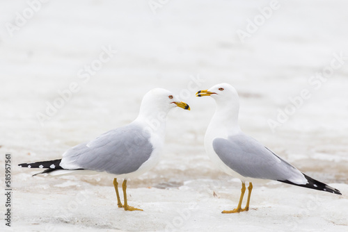 ring-billed gull (Larus delawarensis) pair during the mating season