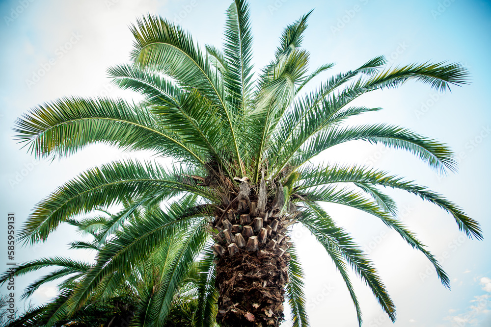 Natural background,texture,palm tree with branches and green leaves