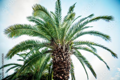 Natural background texture palm tree with branches and green leaves