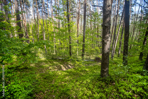 Green bushes and trees in the spring forest