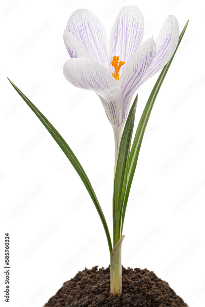 Obraz premium Crocus flower growing from the ground, isolated on white background