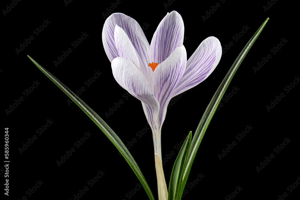 Fototapeta premium White crocus flower with blue stripes, isolated on black background