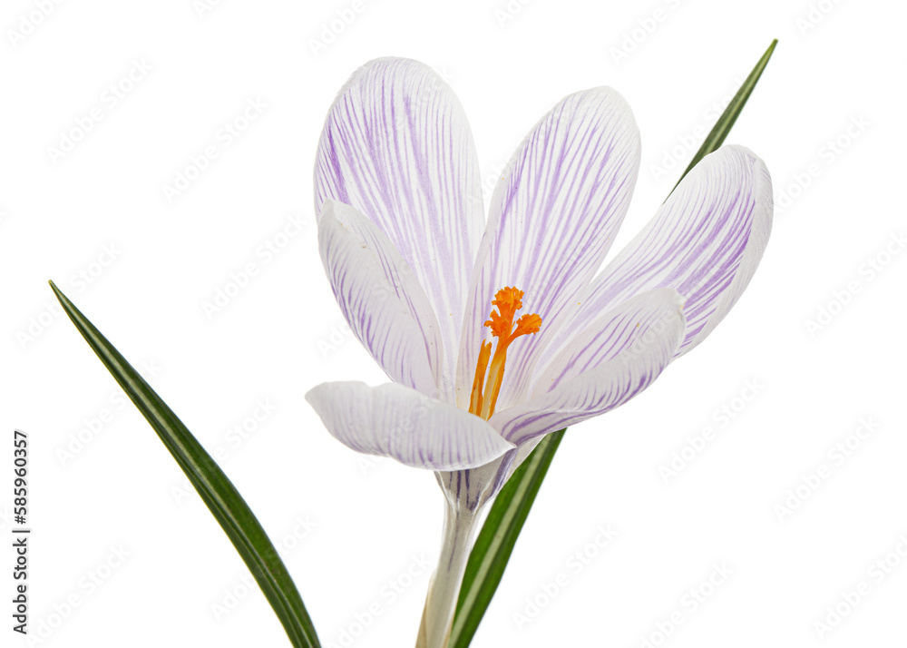 Obraz premium White crocus flower with blue stripes, isolated on white background