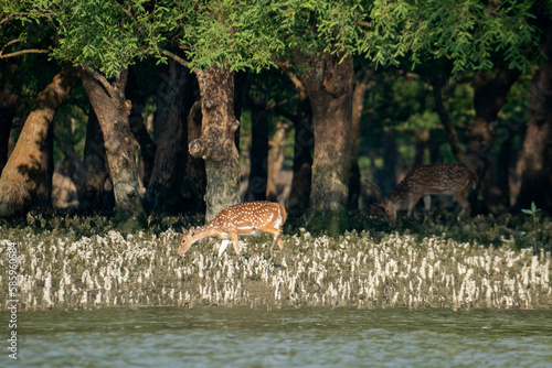spotted deer, sundarban, bangladesh