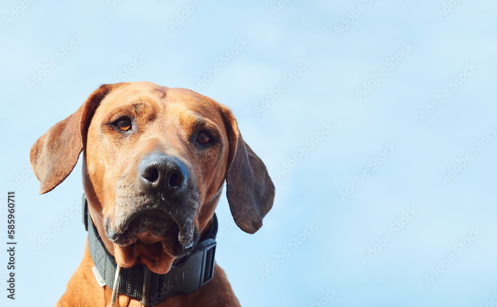 Close-up dog portrait over blue sky background View from below