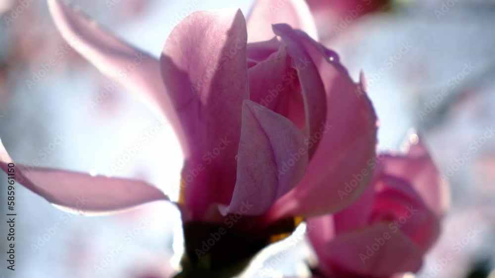 Gorgeous magnolia flower with rain drops on pink petals, close up macro video Gorgeous magnolia flower with rain drops on pink petals, close up macro video