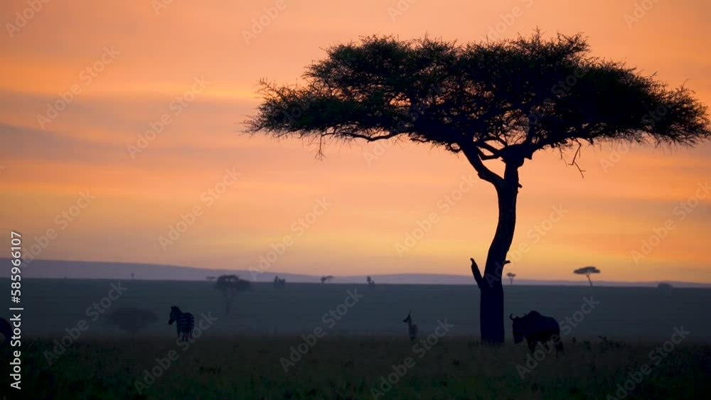 African Sunrise with tree and silhouette of zebra and buffalo grazing African Sunrise with tree and silhouette of zebra and buffalo grazing