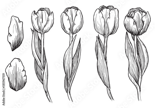 Outline tulip. line art hand drawn flowers. Tulips vector. floral illustration