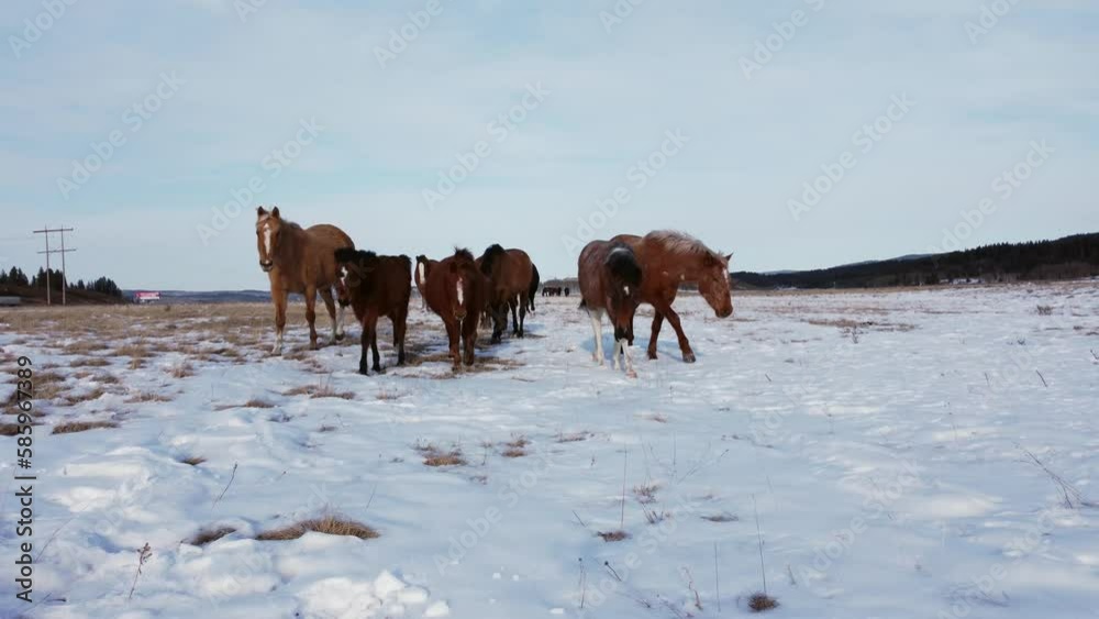 Horses eye contact approaching camera herd on field following winter pullout Horses eye contact approaching camera herd on field following winter pullout