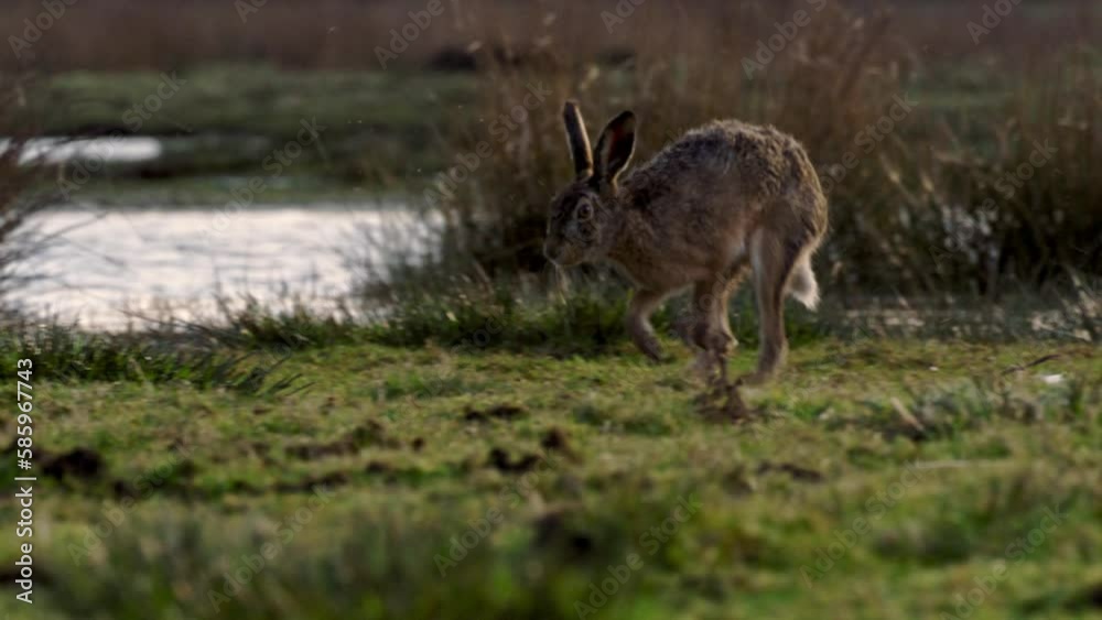 A tracking shot of a European hare running in the wild. Its scientific name is A tracking shot of a European hare running in the wild. Its scientific name is