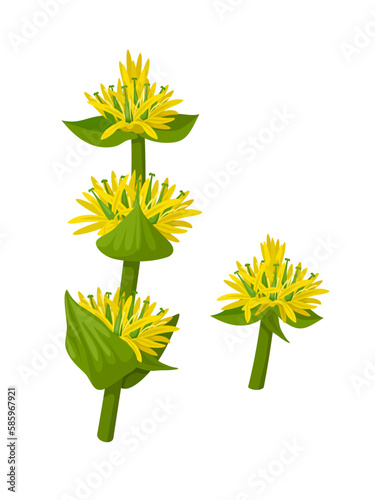 Vector illustration, Gentiana lutea or great yellow gentian, isolated on white background.