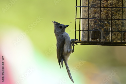 Black-crested Titmouse on a bird feeder photo