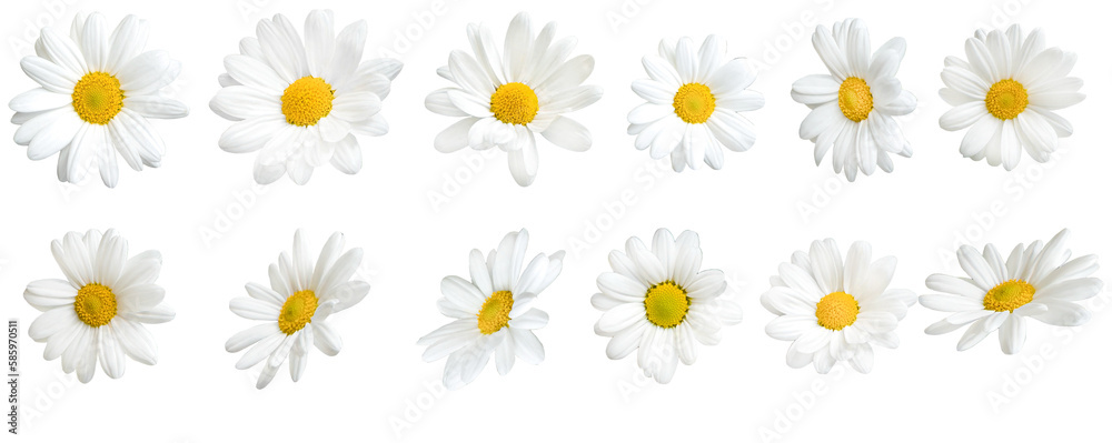 Sunny daisy flowers isolated on transparent background.