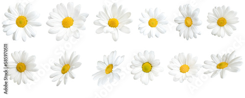 Fotografie, Tablou Sunny daisy flowers isolated on transparent background.