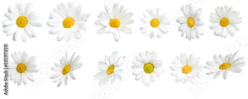 Obraz  z motywem Sunny daisy flowers isolated on transparent background.