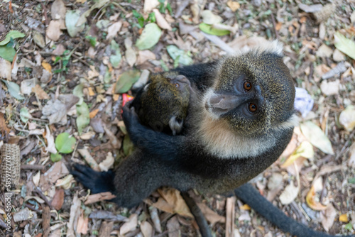 Syke monkey mother and baby, mother looks up at camera, baby de-focused Nairobi City Park - Kenya Africa © MelissaMN