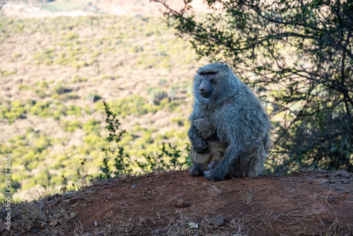 Mother baboon with baby sitting in the wild  in Kenya Africa
