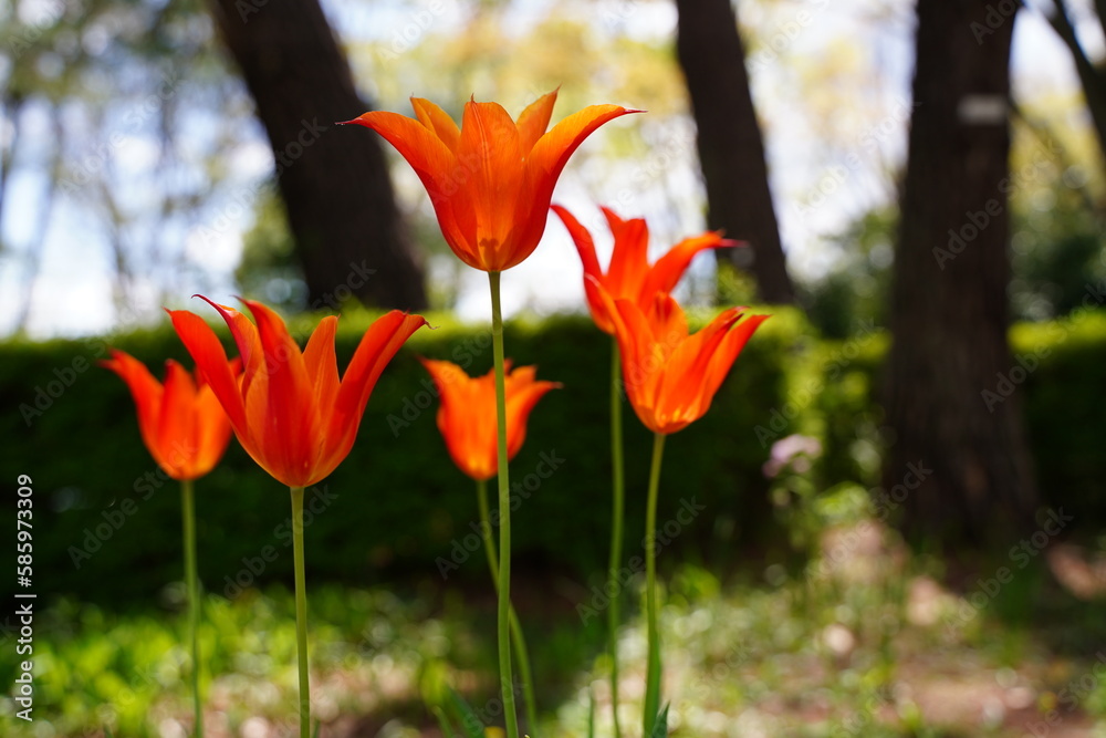 4月の航空公園で咲く色とりどりの花 4月の航空公園で咲く色とりどりの花