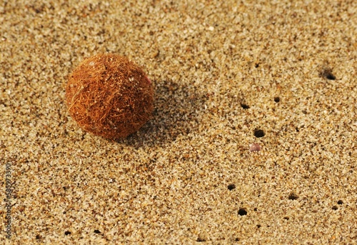 In primo piano egagropilo o palle di mare sulla sabbia, Toscana photo
