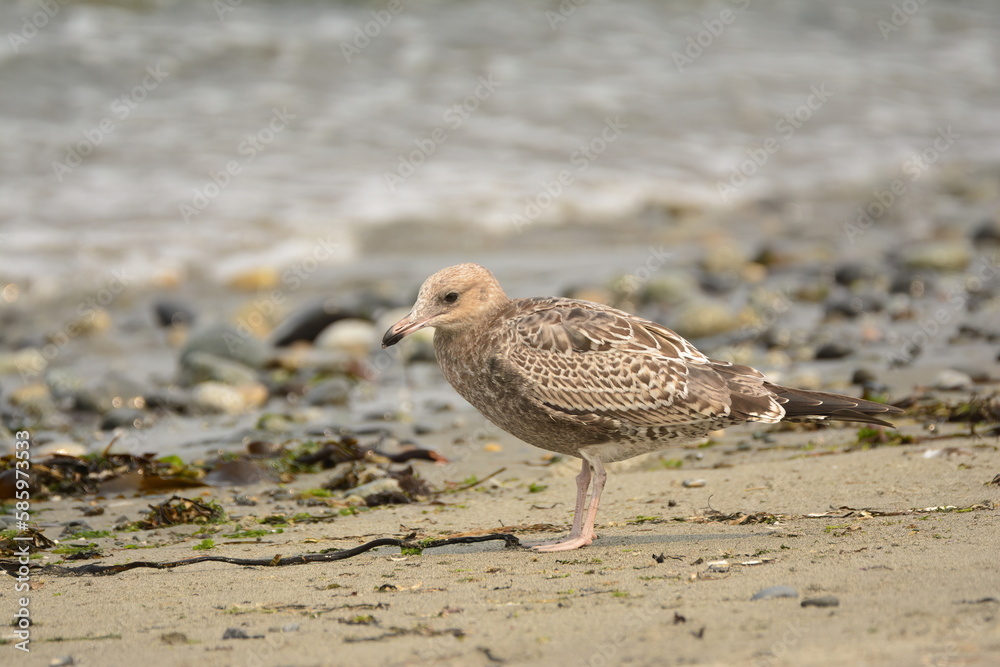 Young California Gull on a Washington Beach Young California Gull on a Washington Beach