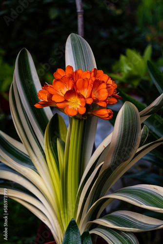 Blooming Clivia photo