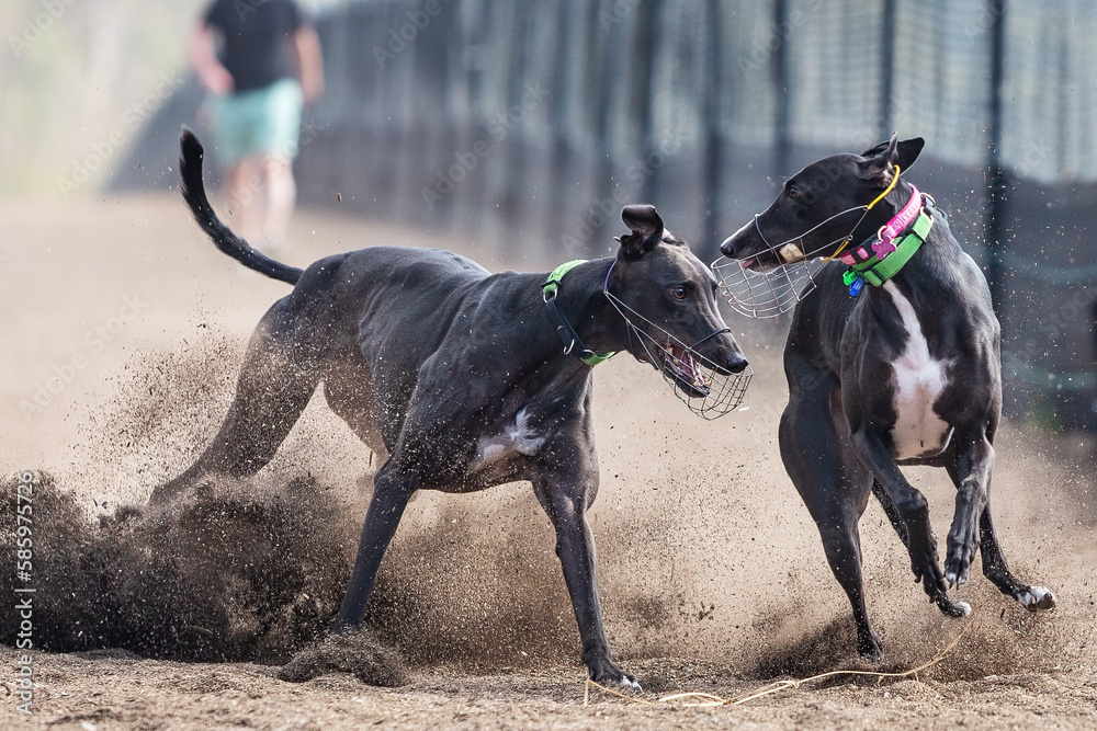 Two beautiful Greyhound dogs racing at a slipping track Two beautiful Greyhound dogs racing at a slipping track