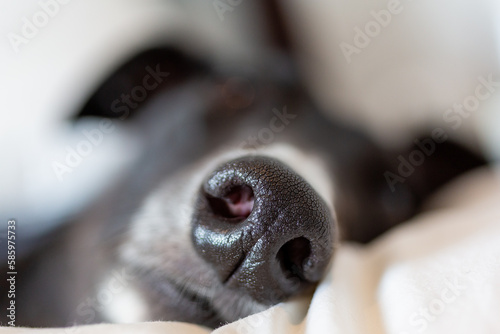 Extreme close up of a sleeping Greyhound dog's nose