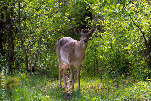 Fototapeta Naklejka Na Ścianę i Meble -  Deer in the forest