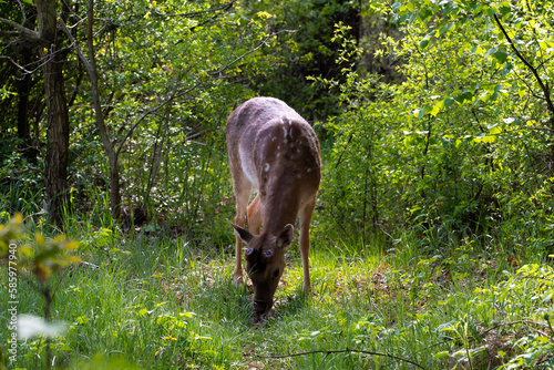 Fototapeta Naklejka Na Ścianę i Meble -  Deer in the forest