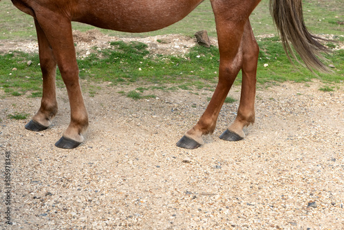 Horse legs