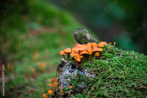 Orange mushrooms growing on the bark of a fallen tree, shallow depth of field